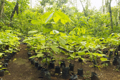 BNDES libera R$ 151 milhões para recuperação ambiental no Norte Fluminense